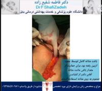 حاملگی پرخطر 3 حاملگی پرخطر 3